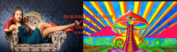 сатива Ростов
